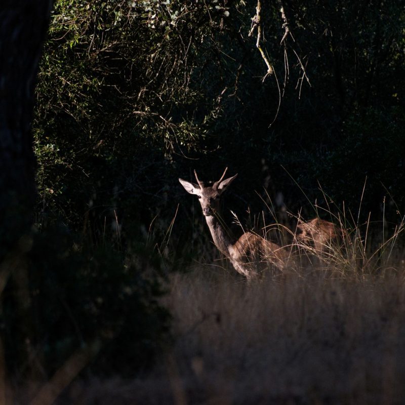 Male Fallow Deer in Doñana National Park in Sevilla by Joao Pedreda 2025