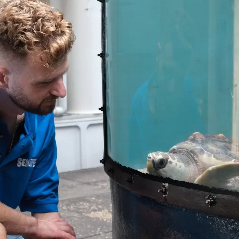 Tarquin & Barnacle Bill Azores Release by João Pedreda for SEA LIFE-26